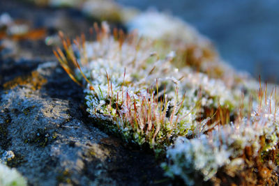 Close-up of frosty moss on rock on a cold winter afternoon