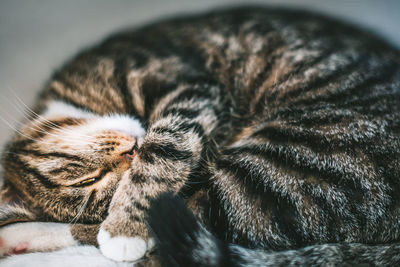 Close-up of cat sleeping