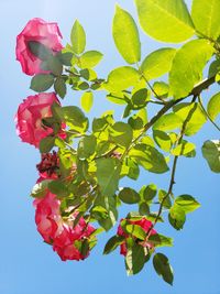 Low angle view of flowering plant against clear blue sky