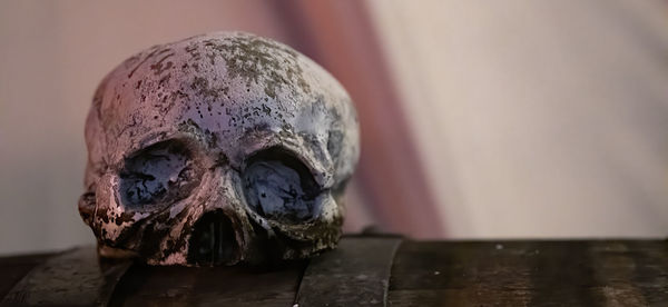 Top of a skull on a wooden bord - halloween