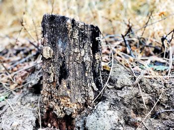 Close-up of dead tree trunk on field