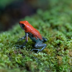 Close-up of an insect on rock