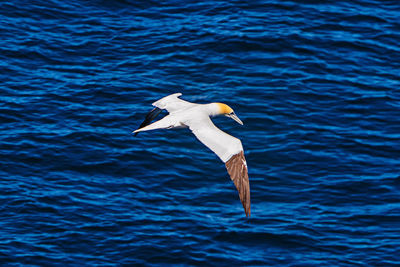View of a bird flying over calm blue sea
