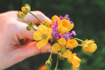 Close-up of hand holding yellow flowering plant