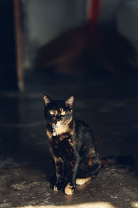 Portrait of black cat