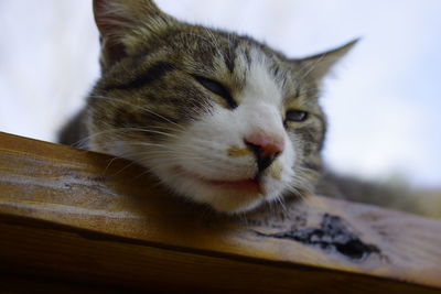 Close-up of a cat