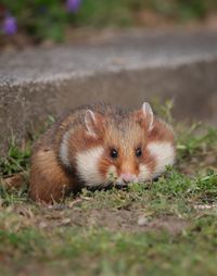 Close-up of squirrel