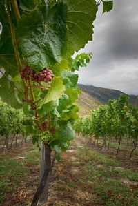 Close-up of grapes in vineyard against sky