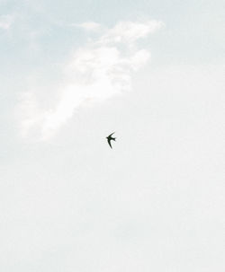 Low angle view of bird flying in sky