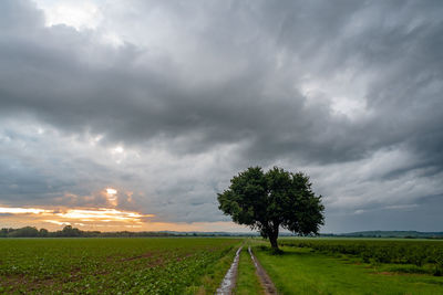 Trees on field against sky