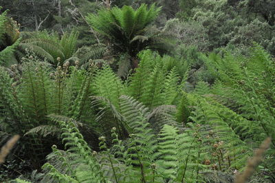 High angle view of pine trees in forest