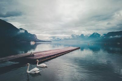 Swans swimming in lake against sky