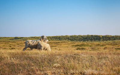 Sheep on land
