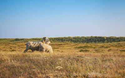 View of a sheep in the field