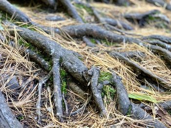 High angle view of roots on field