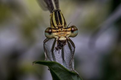 Close-up of insect on plant