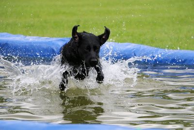 Dog in water splashing