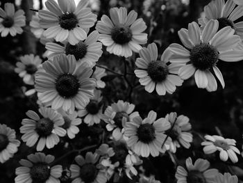 Close-up of flowers blooming outdoors