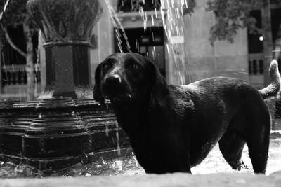 Portrait of dog in water