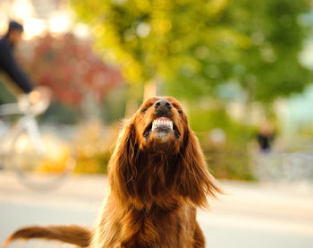 Close-up of dog outdoors