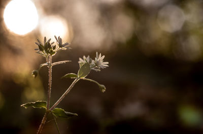 plant