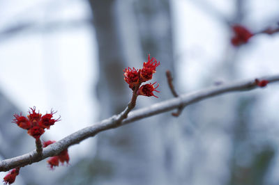 Close-up of red maple blossom against tree trunk