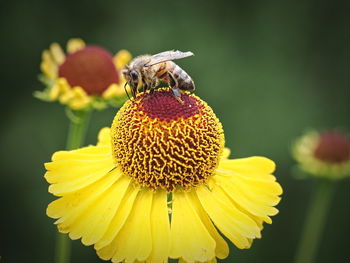 Close-up of honey bee on yellow flower