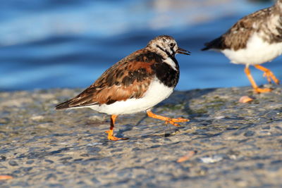 Close-up of seagull on beach