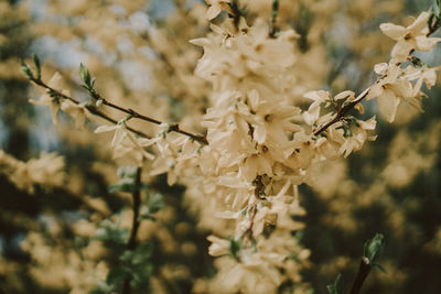 Close-up of cherry blossoms on branch