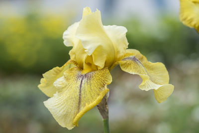 Iris gladiolus in bloom in the garden