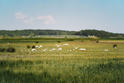 View of white egret on grassy field against sky in delta during summer