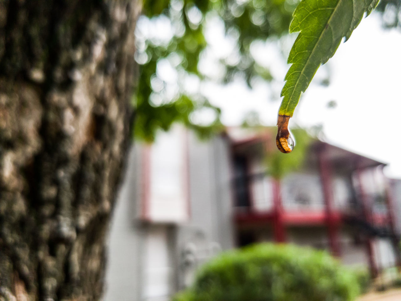 LOW ANGLE VIEW OF TREE AGAINST BLURRED BUILDINGS