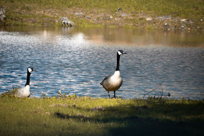Swans swimming on lake