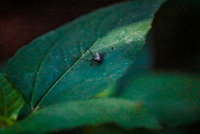 Close-up of fly on leaf