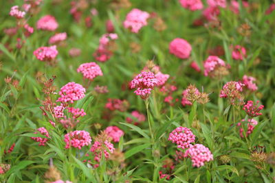 Close-up of yellow flowering plants on field