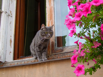 Cat on window sill