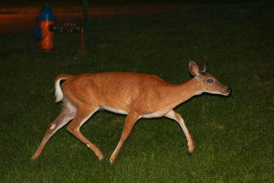 Side view of deer on field