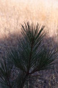 Close-up of pine tree