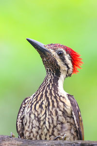 Close-up of a bird perching