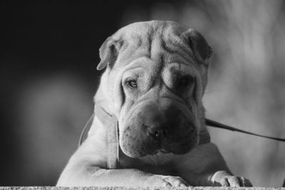 Close-up portrait of dog outdoors