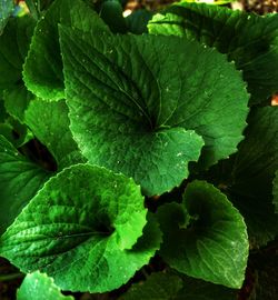 Close-up of water drops on leaves