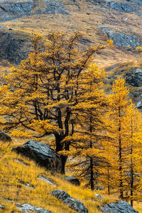 Autumn tree on rock