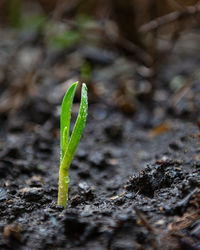 Close-up of small plant growing on field