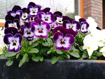 Close-up of purple flowers blooming outdoors