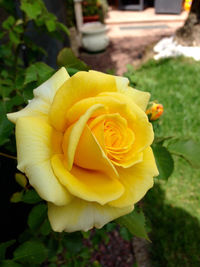 Close-up of yellow rose