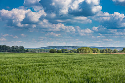 Scenic view of agricultural field against sky