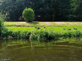 Scenic view of lake in forest