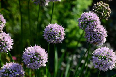 Close-up of purple flowering plants