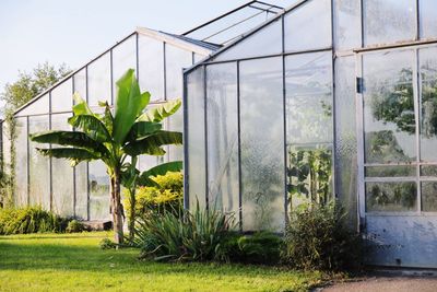 Plants growing in greenhouse