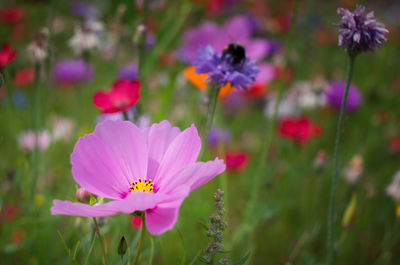 Close-up of pink flowering plants on field